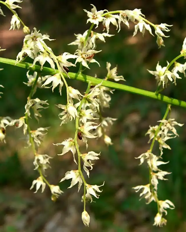 Foto de Stenanthium gramineum - Stenanthium gramineum:Jason Hollinger