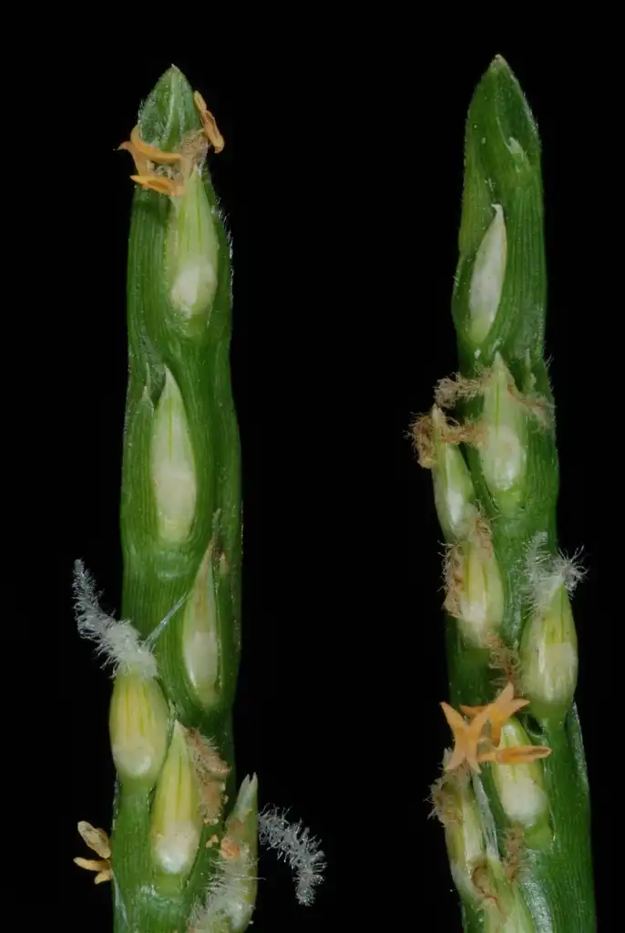 Foto de Stenotaphrum secundatum (Stenotaphrum secundatums)