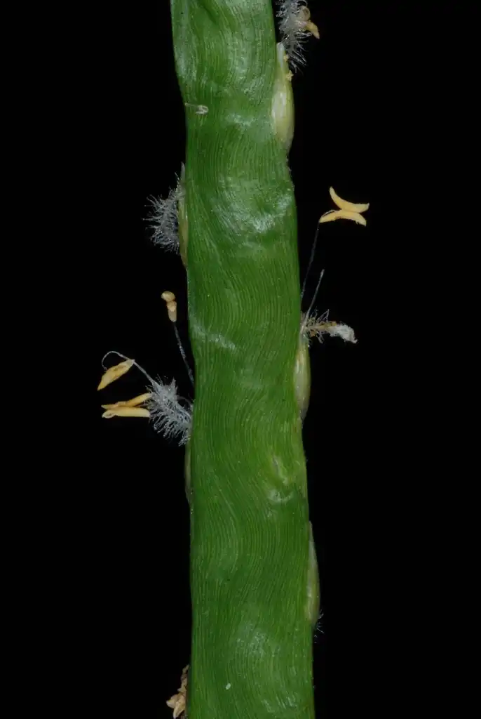 Foto de Stenotaphrum secundatum (Stenotaphrum secundatums)