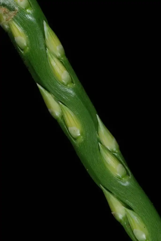 Foto de Stenotaphrum secundatum - (Guilford County, NC)-Mid Summer:Douglas Goldman, USDA