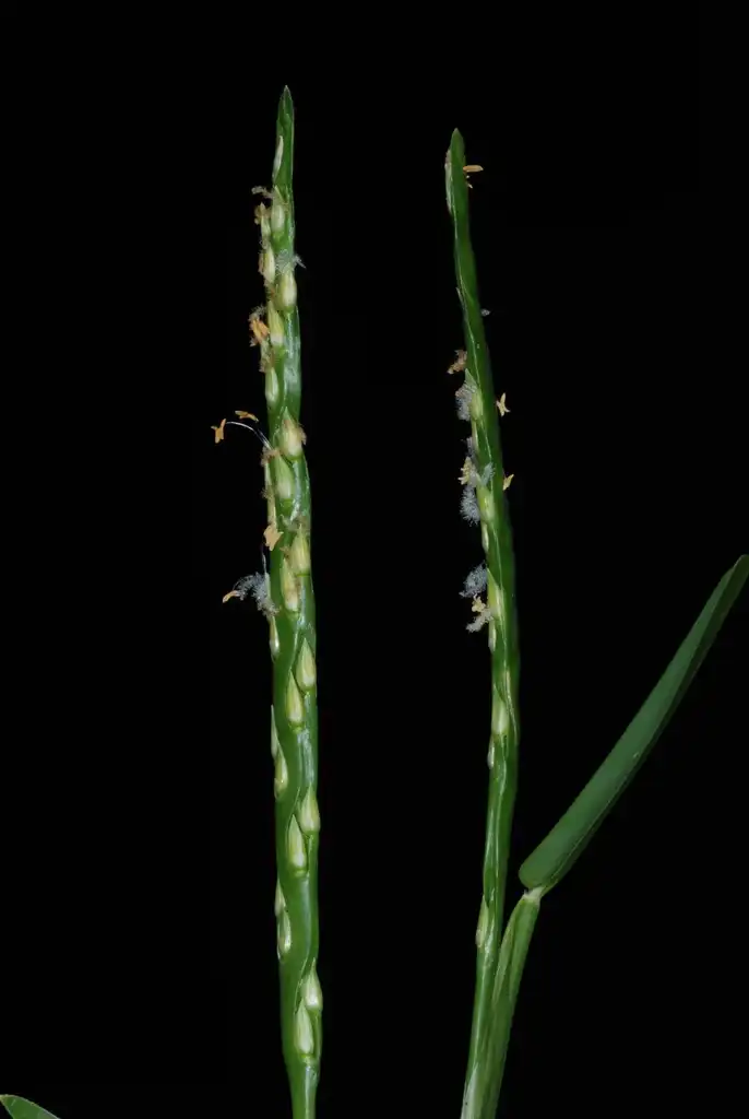 Foto de Stenotaphrum secundatum - (Guilford County, NC)-Mid Summer:Douglas Goldman, USDA