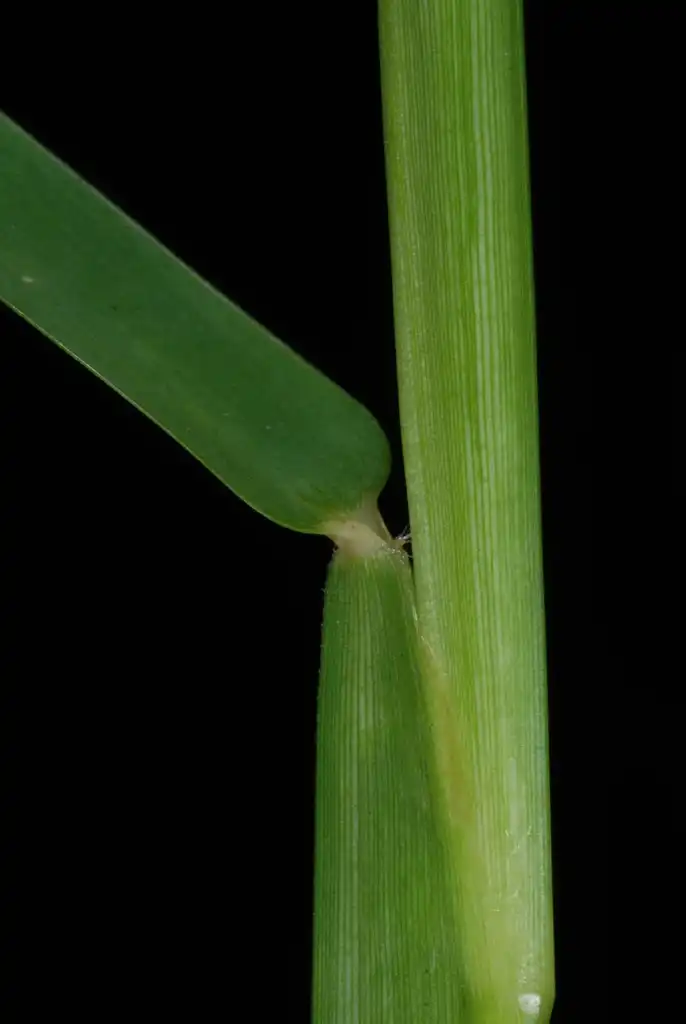 Foto de Stenotaphrum secundatum - (Guilford County, NC)-Mid Summer:Douglas Goldman, USDA