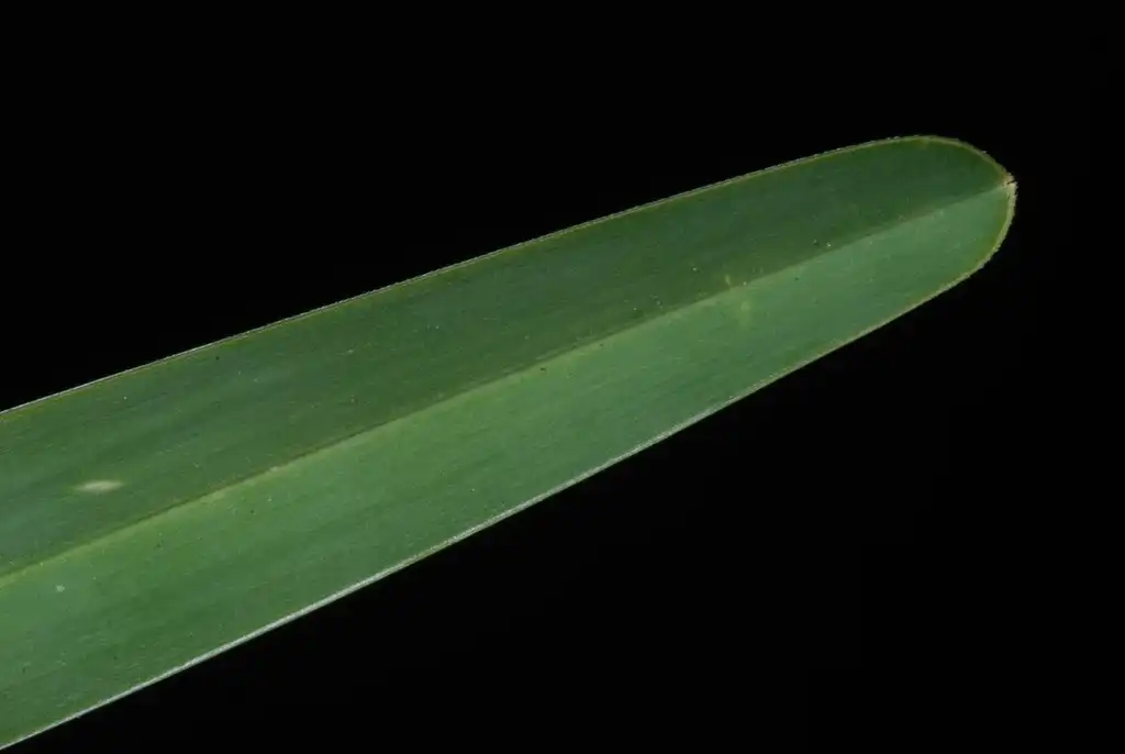 Foto de Stenotaphrum secundatum - (Guilford County, NC)-Mid Summer:Douglas Goldman, USDA