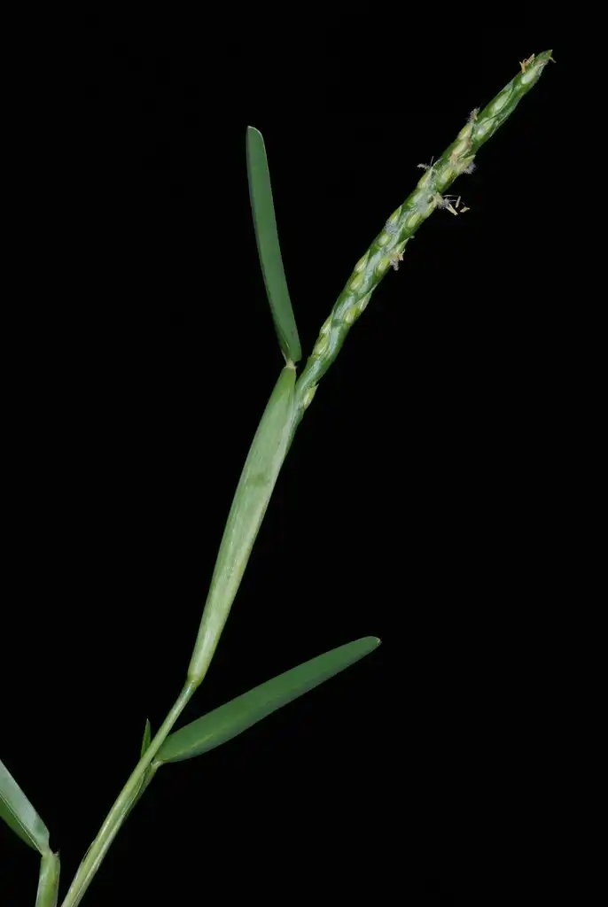 Foto de Stenotaphrum secundatum - (Guilford County, NC)-Mid Summer:Douglas Goldman, USDA