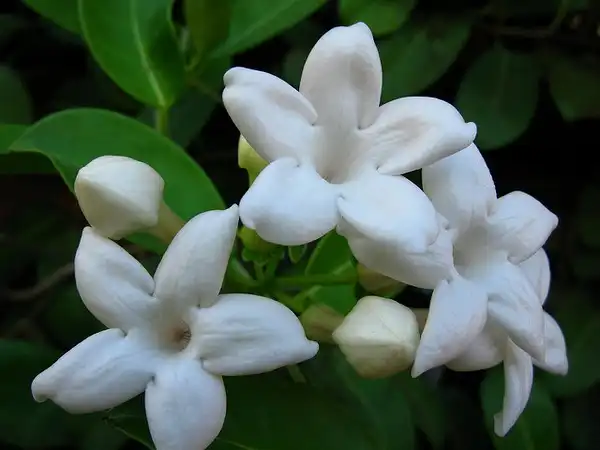 Photo of Stephanotis floribunda (Stephanotis floribundas)