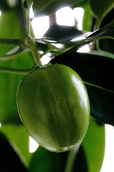 Photo of Stephanotis floribunda (Stephanotis floribundas)