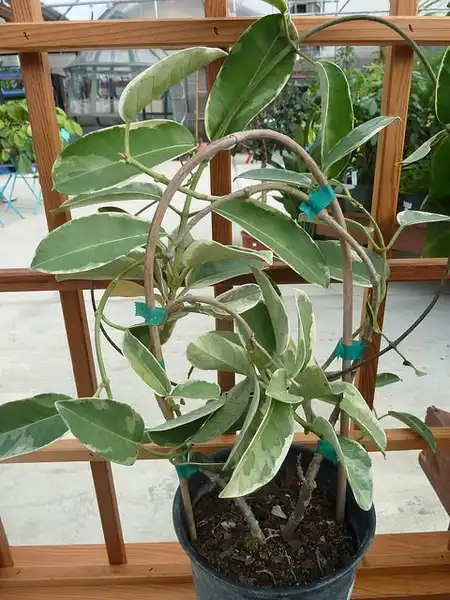 Photo of Stephanotis floribunda - :Kathleen Moore