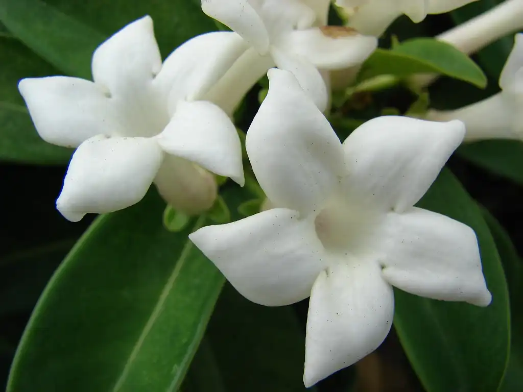 Photo of Stephanotis floribunda - Flower close up:Forest and Kim Starr