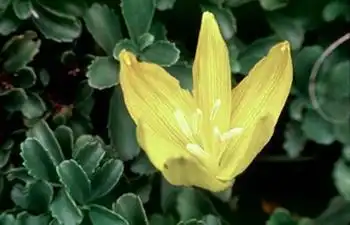 Photo of Sternbergia (Sternbergias)