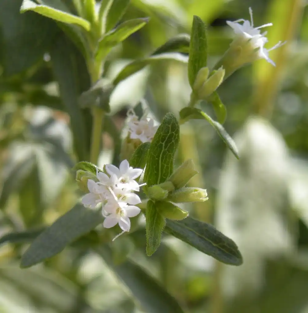 Foto de Stevia rebaudiana (Stevia rebaudianas)