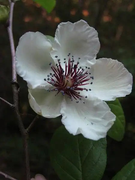Фото Stewartia malacodendron (Stewartia malacodendrons)