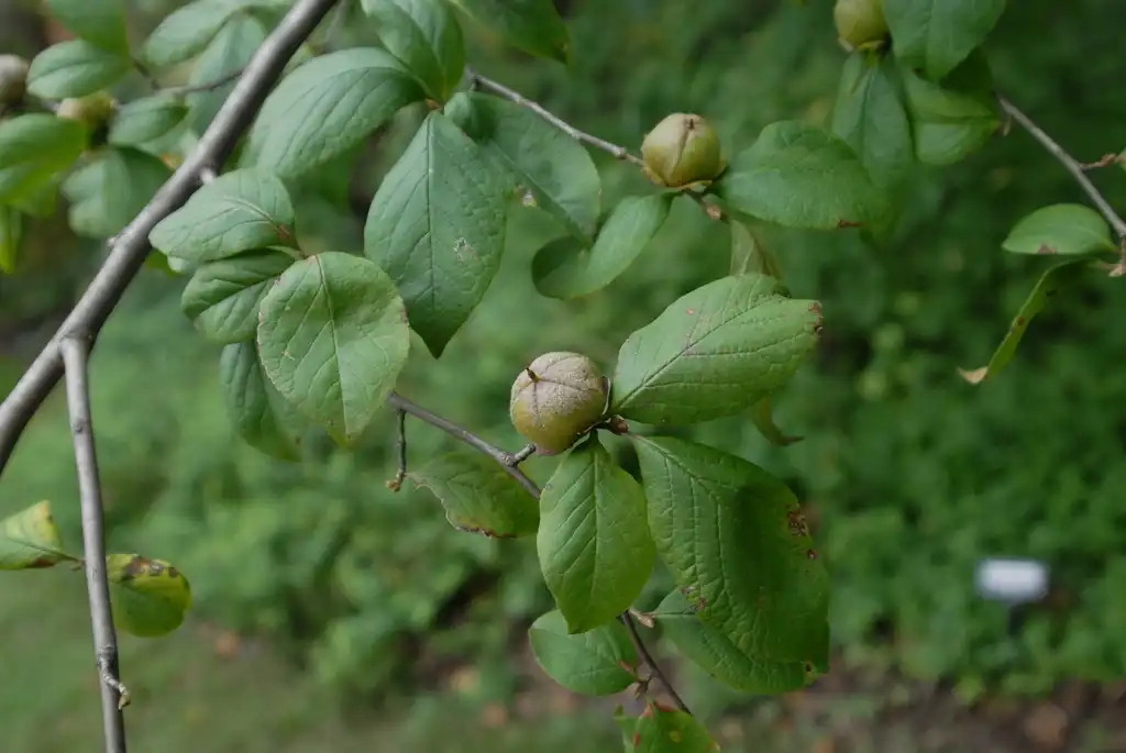 Фото Stewartia malacodendron (Stewartia malacodendrons)