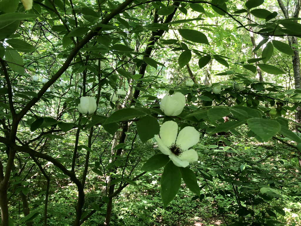 Фото Stewartia malacodendron - Flowers (Haywood County, NC):Marcia Boyle