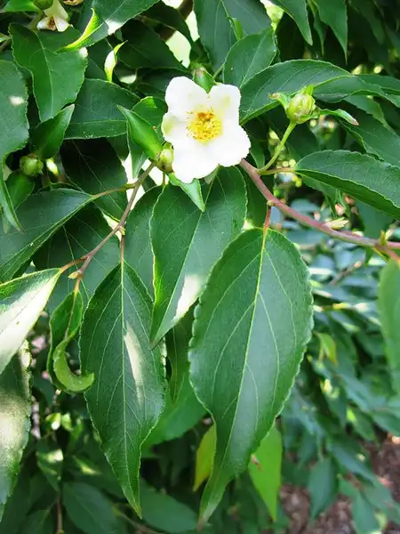 Foto de Stewartia monadelpha (Stewartia monadelphas)