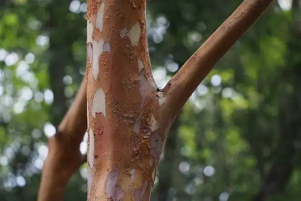 Foto de Stewartia monadelpha (Stewartia monadelphas)