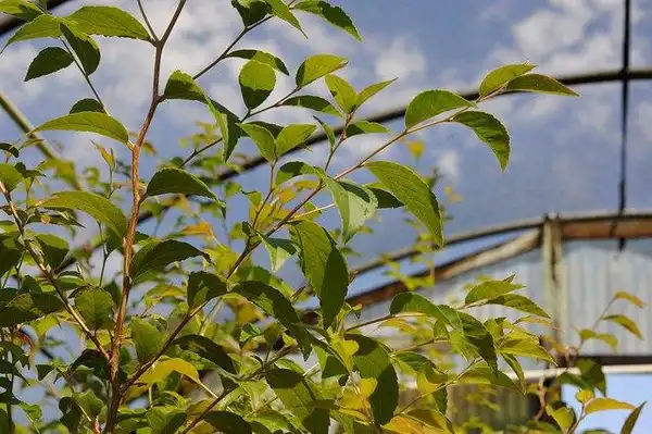 Foto de Stewartia monadelpha - Branching habit:Megan Hansen