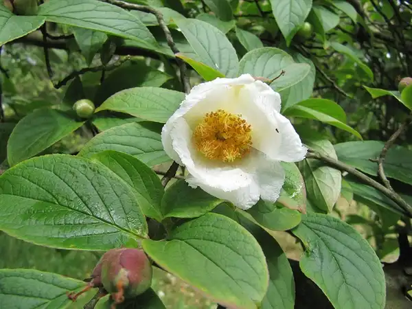 Фото Stewartia ovata (Stewartia ovatas)