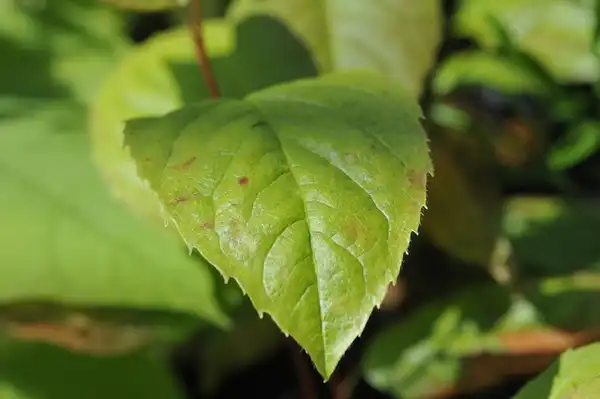 Фото Stewartia ovata (Stewartia ovatas)