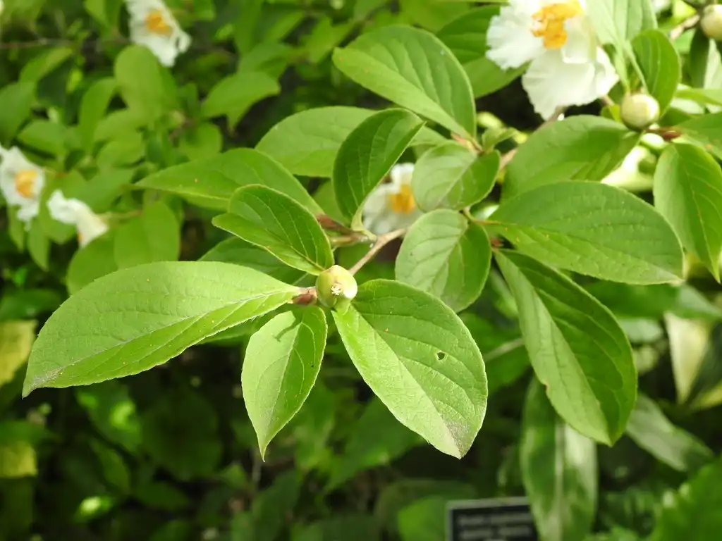 Фото Stewartia pseudocamellia (Stewartia pseudocamellias)