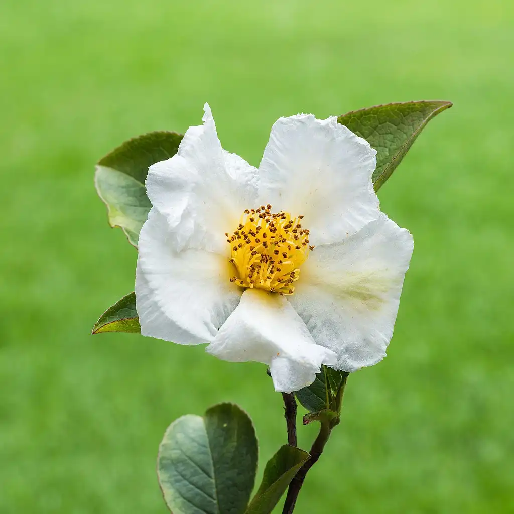 Foto de Stewartia rostrata (Stewartia rostratas)