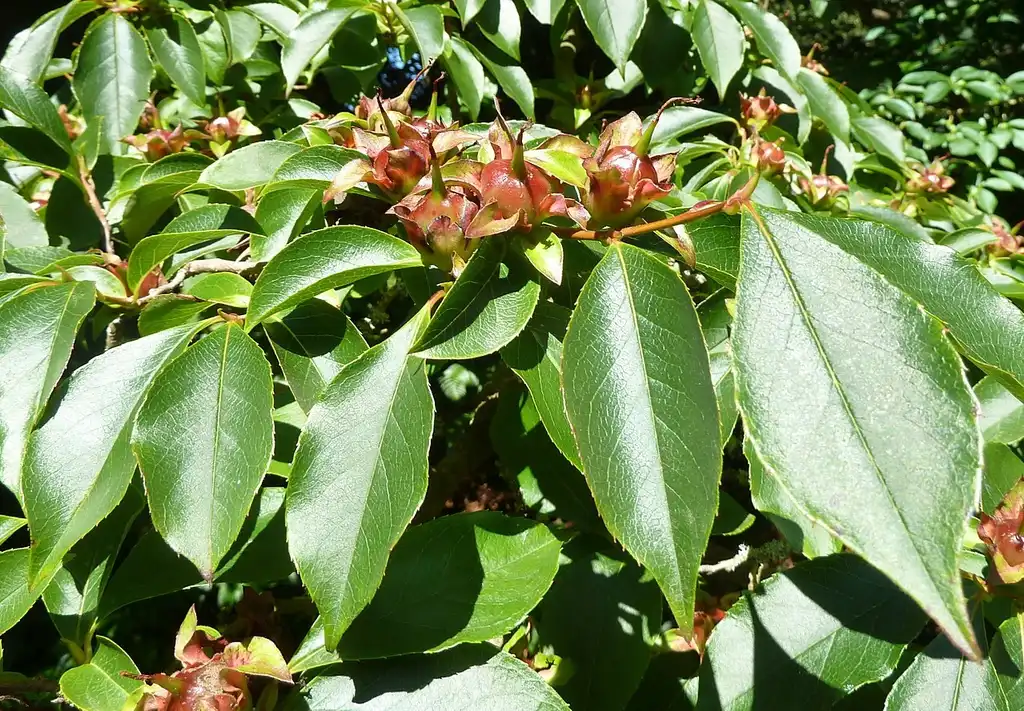 Foto de Stewartia rostrata (Stewartia rostratas)