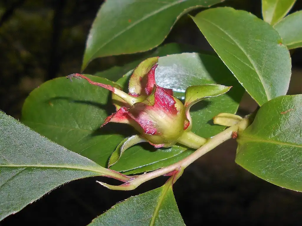 Foto de Stewartia rostrata - Fruit:Salicyna