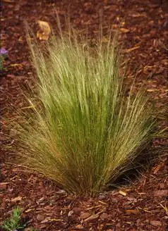 Photo of Stipa tenacissima (Stipa tenacissimas)