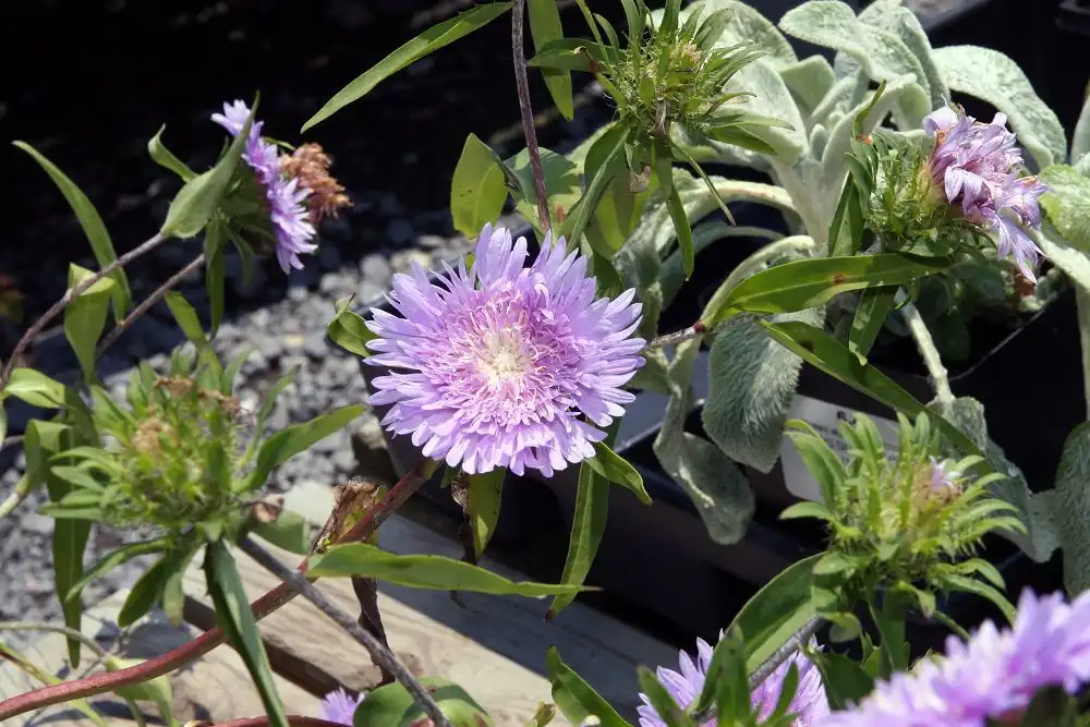 Фото Stokesia laevis 'Blue Danube' (Stokesia laevis 'Blue Danube's)