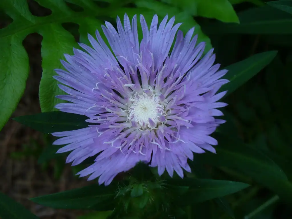 Photo of Stokesia laevis 'Bluestone' (Stokesia laevis 'Bluestone's)