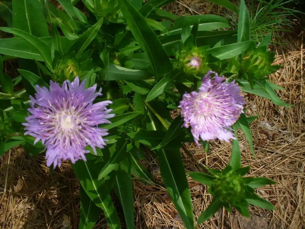 Photo of Stokesia laevis 'Bluestone' (Stokesia laevis 'Bluestone's)