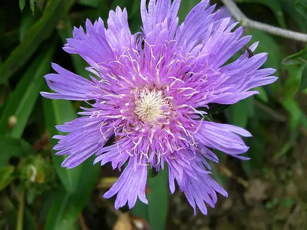 Фото Stokesia laevis (Stokesia laeviss)