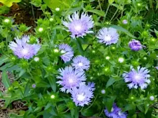 Фото Stokesia laevis (Stokesia laeviss)