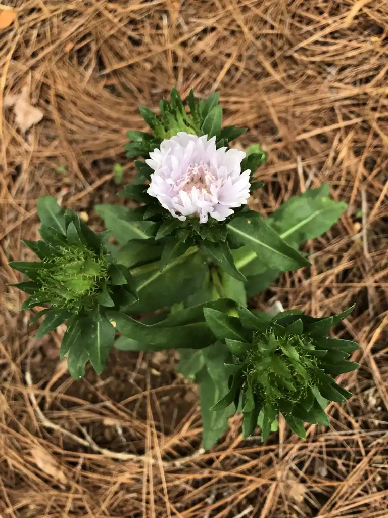 Фото Stokesia laevis - ‘Divinity’ Form (Warren County,NC):Cathy Dewitt