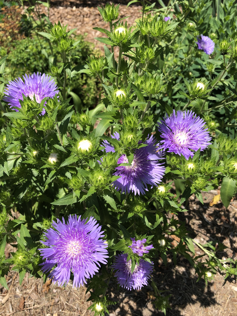 Фото Stokesia laevis - Flowers (Durham County,NC)-Mid Summer:Andrea Laine