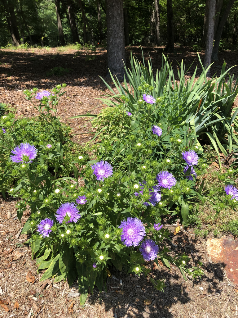 Фото Stokesia laevis - Form (Durham County,NC)-Summer:Andrea Laine