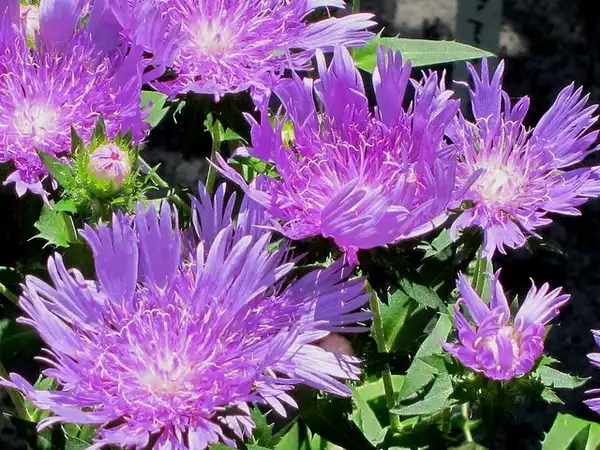 Фото Stokesia laevis - Flowers:K M