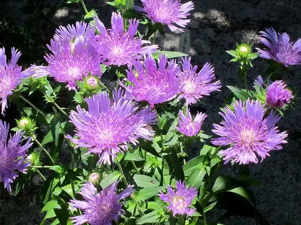 Фото Stokesia laevis - Flowers:K M