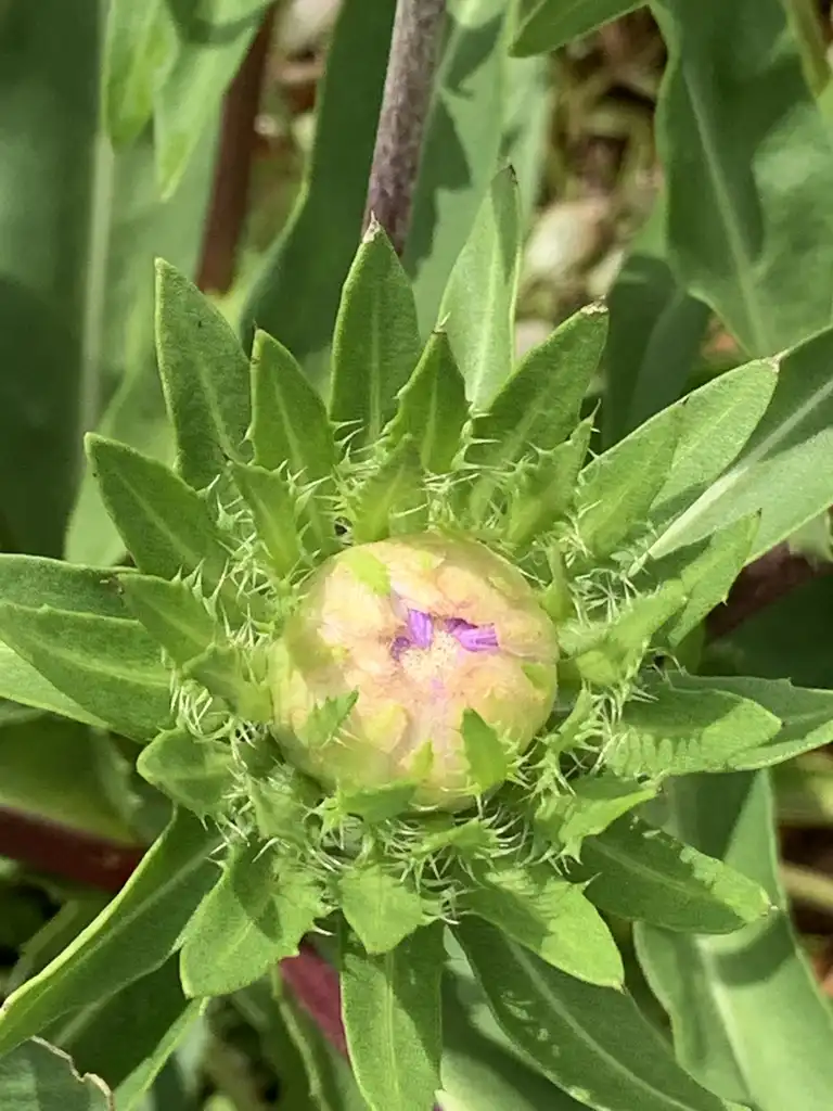 Фото Stokesia laevis - Flower bud:K. Andre