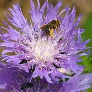 Фото Stokesia laevis - 'Peachie's Pick':Debbie Roos