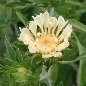 Фото Stokesia laevis - 'Mary Gregory' flower:Debbie Roos