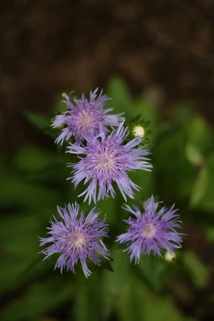 Фото Stokesia laevis - Flower Close-up (Cabarrus County,NC):Hope Duckworth