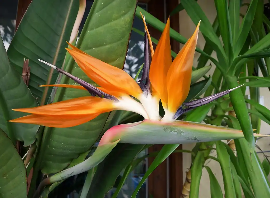 Foto de Strelitzia reginae (Strelitzia reginaes)