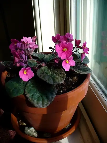 Фото Streptocarpus (Streptocarpuss)