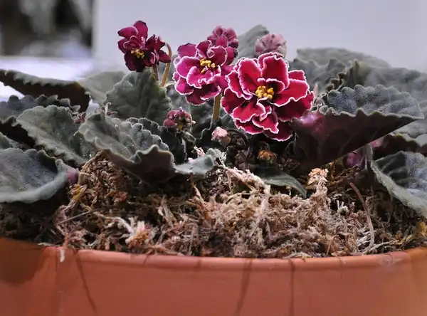 Фото Streptocarpus (Streptocarpuss)