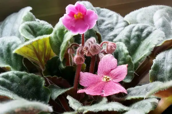 Фото Streptocarpus - Saintpaulia:Maurizio
