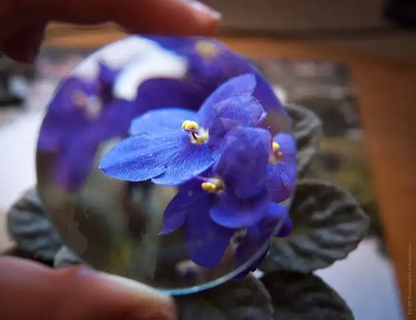 Фото Streptocarpus - Saintpaulia:Konstantin Malancher