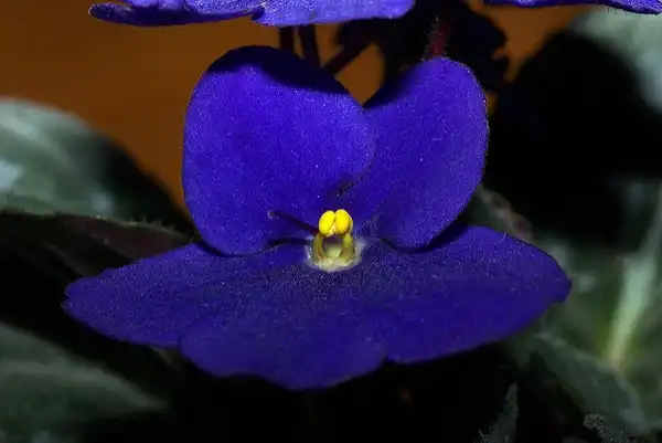 Фото Streptocarpus - Saintpaulia:Jean-Raphael Guillaumin