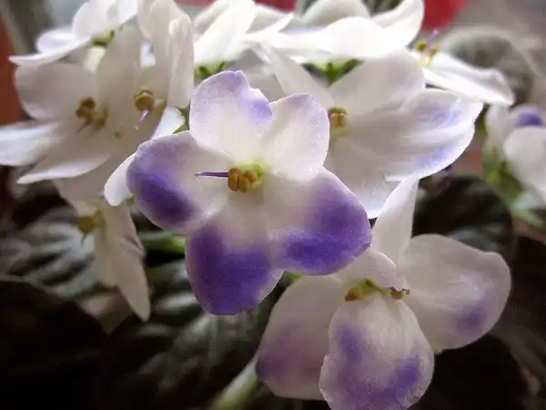 Фото Streptocarpus - Saintpaulia:Geek2Nurse