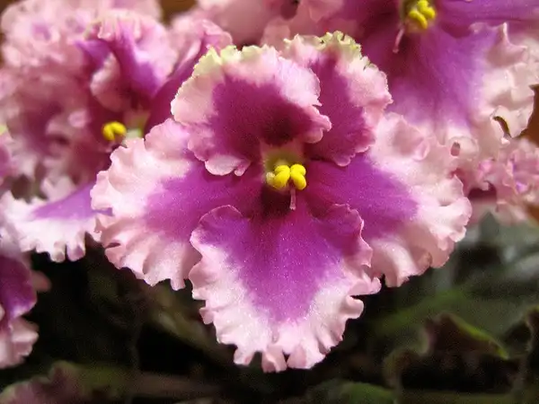 Фото Streptocarpus - Saintpaulia:Geek2Nurse