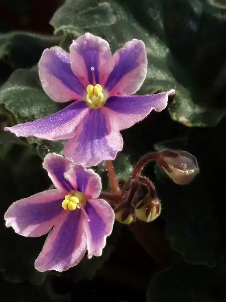 Фото Streptocarpus - Saintpaulia:-Merce-